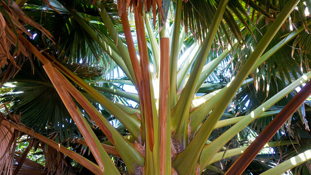 Fan palm (Corypha umbraculifera) with leaves that are palmately lobed. Ornamental plant in tropical garden of Tenerife,Canary Islands,Spain.