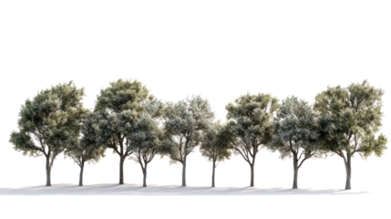 A row of lush trees perfectly aligned against a white isolated background, showcasing vibrant foliage and natural beauty.