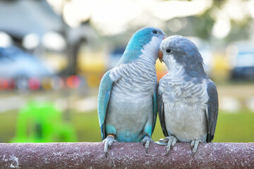 Parakeet ,Budgie (Melopsittacus undulatus) Blue parrots Free-flying training bird standing on a perch