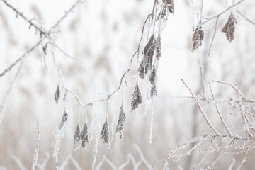 a branch of a vine with hanging dry leaves covered with frost on a foggy winter morning