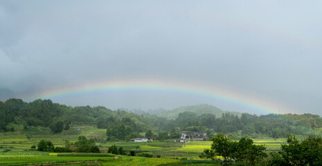 Rainbow over green rice field