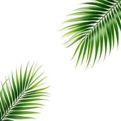 Fototapeta premium Vibrant Green Palm Leaves on White Background Tropical Summer Design. palm sunday