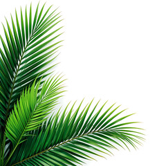 Obraz premium Lush Green Palm Fronds on a White Background. palm sunday