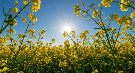 Vibrant yellow canola field under clear blue sky and bright sunlight