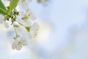 White apple flowers on nature blurred blue sky background with copy space, springtime scenery with blooming branch close up, minimal style flowery backdrop banner with natural sunlight