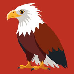 american bald eagle african