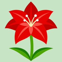 amaryllis flower isolated on white