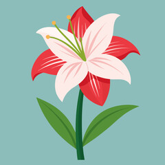 amaryllis flower isolated on white