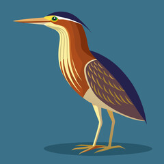 American bittern on the beach