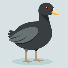 american  coot on the water