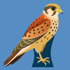 vector illustration of a kestrel