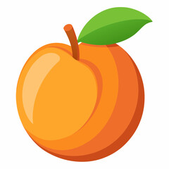 orange fruit vector illustration apricot