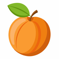vector illustration of an orange apricot