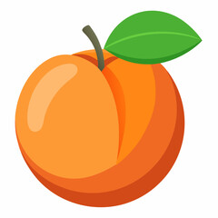 orange fruit vector illustration apricot