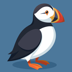 atlantic puffin vector