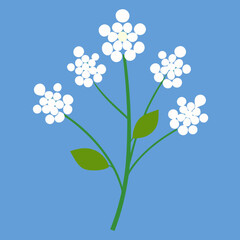 vector illustration of a flower baby breath
