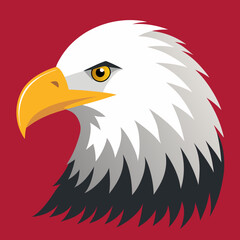 american bald eagle bald