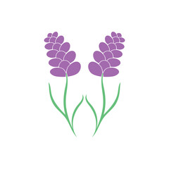 Beautiful lavender flower icon vector