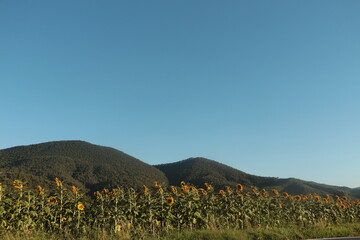 Sunflower field. Sunny day. Blue sky. Beautiful floral background.