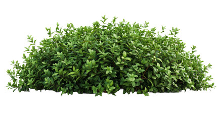 Obraz premium Dense Green Shrub.png