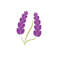Beautiful lavender flower icon vector