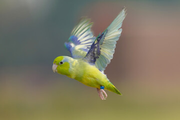 Yellow-Faced Parrotlets  parrots Free-flying training bird 