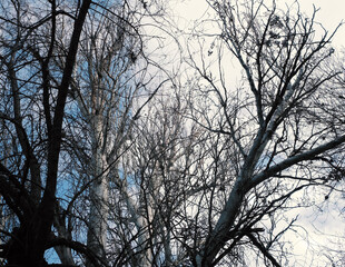 tree branches