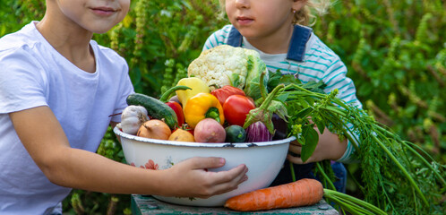 Children with a bowl of vegetables in the garden family harvest gathering