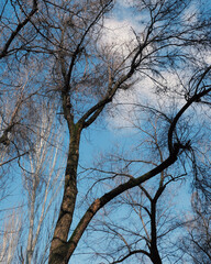tree branches