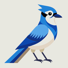 blue jay bird on white background