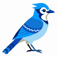 blue jay bird on white background