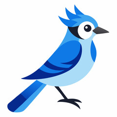 blue jay bird on white background