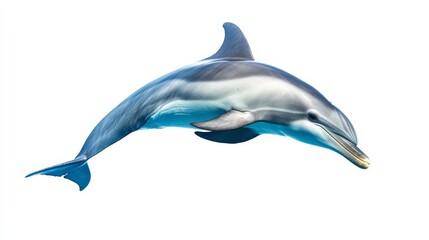 Obraz premium A dolphin gliding underwater, isolated on a clean white backdrop,