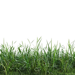Fototapeta premium Lush green grass isolated on transparent background perfect for design projects nature scene greenery texture vibrant foliage meadow plants