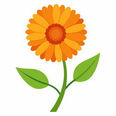 calendula flower isolated on white