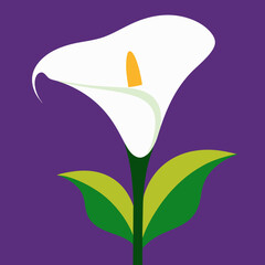 vector illustration of a calla lily flower