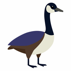 Canada goose vector