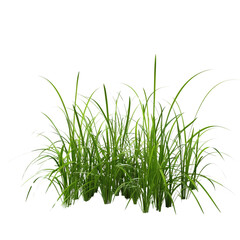 Obraz premium green grass isolated on white background