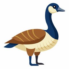 Canada  goose vector