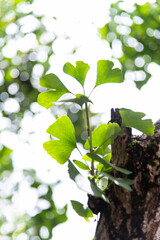 Background of ginkgo tree leaves
