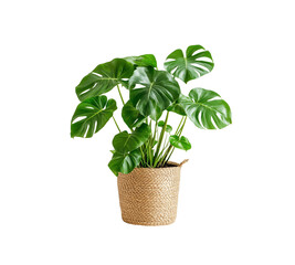 Obraz premium A pot of Monstera house plant isolated on transparent background 