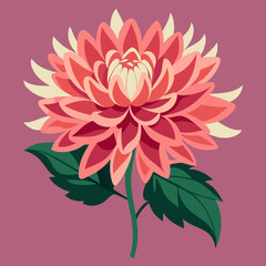 vector illustration of pink peony chrysanthemum