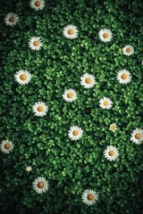 top-down view of field of daisies their white petals creating natural pattern against green grass