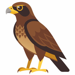 eagle isolated on white common buzzard