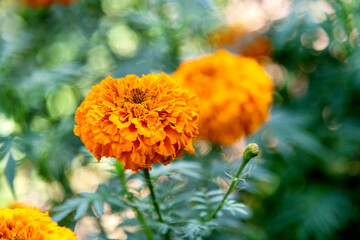 Marigold flowers blossom in the garden
