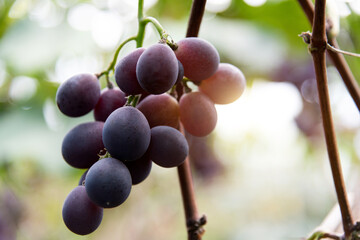 Purple grapes on the vine