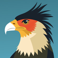 head vector illustration crested caracara