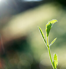 Close up of verbena leaves and stem