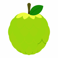 custard apple vector