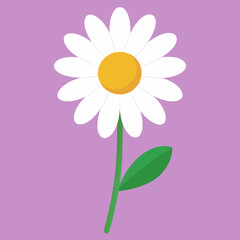 pink daisy flower vector illustration